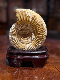 Аммонит Perisphinctes на подставке
