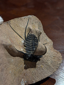 Трилобит Ceratonurus sp., ранний девон
