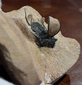 Трилобит Ceratonurus sp., ранний девон