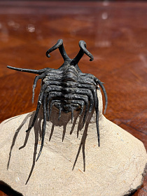 Трилобит Dicranurus monstrosus «Чудовищная невеста»