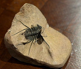 Трилобит Ceratonurus sp., ранний девон