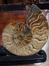 Спил аммонита Cleoniceras sp.