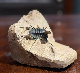 Трилобит Ceratonurus sp., ранний девон