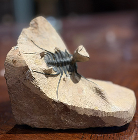 Трилобит Ceratonurus sp., ранний девон