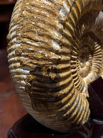 Аммонит Perisphinctes на подставке