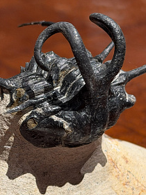Трилобит Dicranurus monstrosus «Чудовищная невеста»
