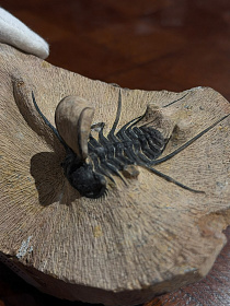 Трилобит Ceratonurus sp., ранний девон