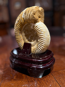Аммонит Perisphinctes на подставке