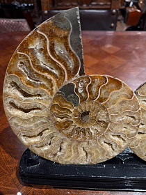 Спил аммонита Cleoniceras sp.
