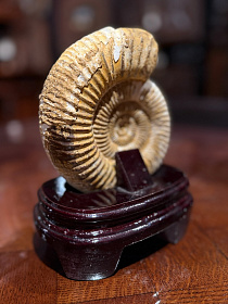 Аммонит Perisphinctes на подставке