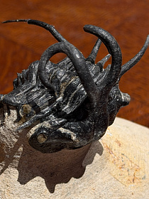 Трилобит Dicranurus monstrosus «Чудовищная невеста»