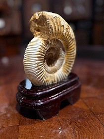 Аммонит Perisphinctes на подставке