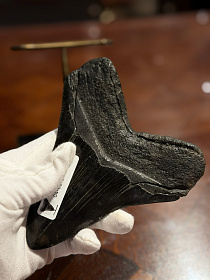 Зуб мегалодона ископаемый зуб древней акулы