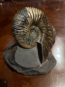 Аммонит Deshayesites sp. 128–136 млн.лет