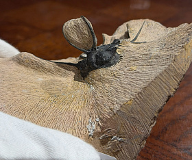 Трилобит Ceratonurus sp., ранний девон