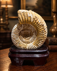 Аммонит Perisphinctes на подставке