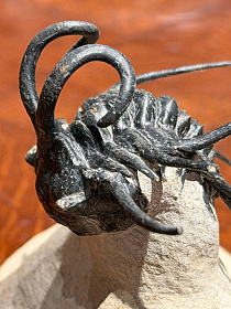 Трилобит Dicranurus monstrosus «Чудовищная невеста»